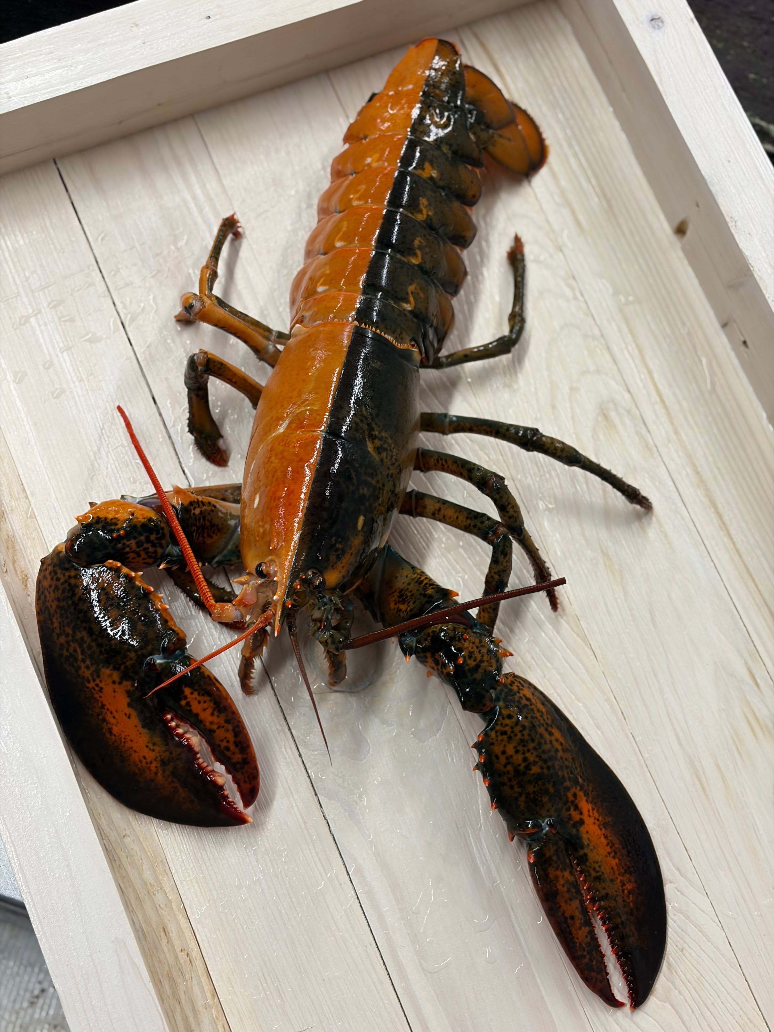 A rare split-colour lobster is seen at the Wellfleet Shellfish Company, in Eastham, Massachusetts