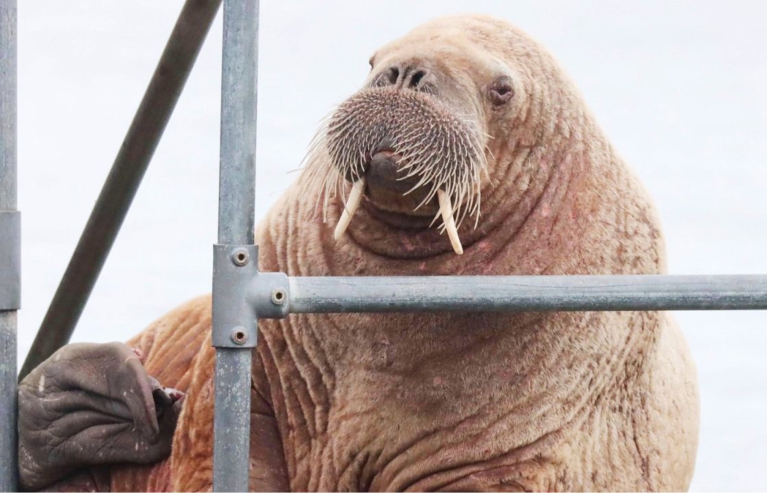 Walrus spotted on Orkney pier for the first time in almost a decade