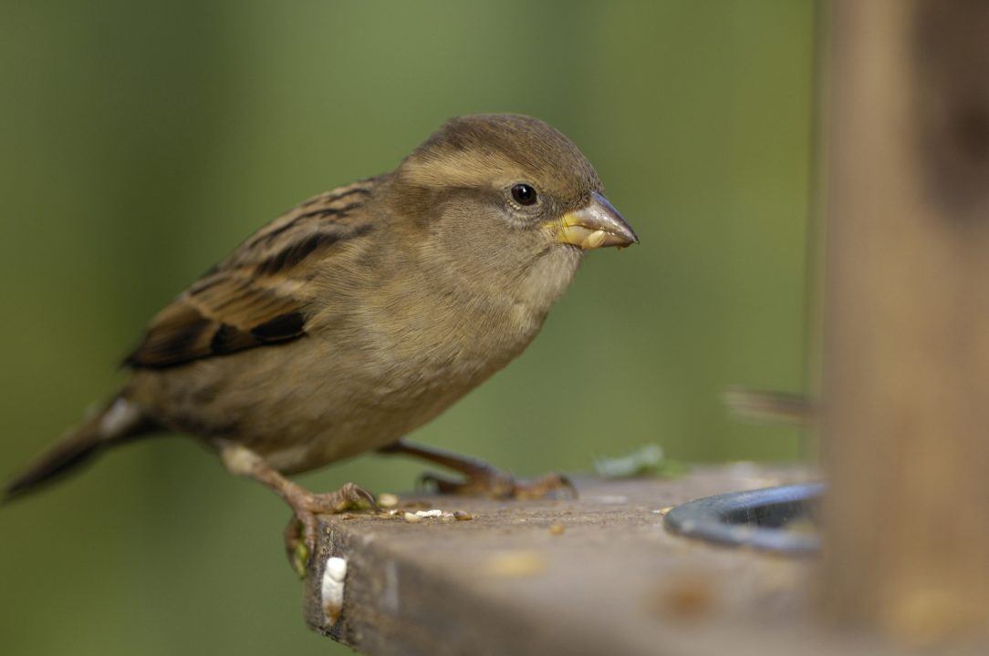 The house sparrow remains the most spotted in the annual birdwatching survey