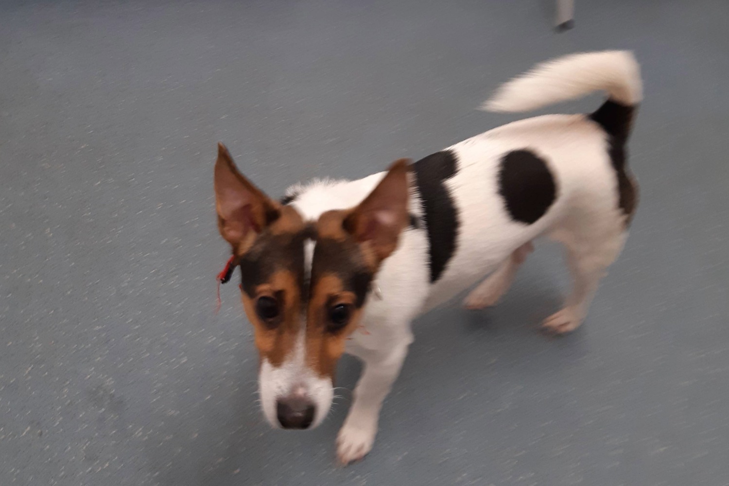 Spot was also removed from the property