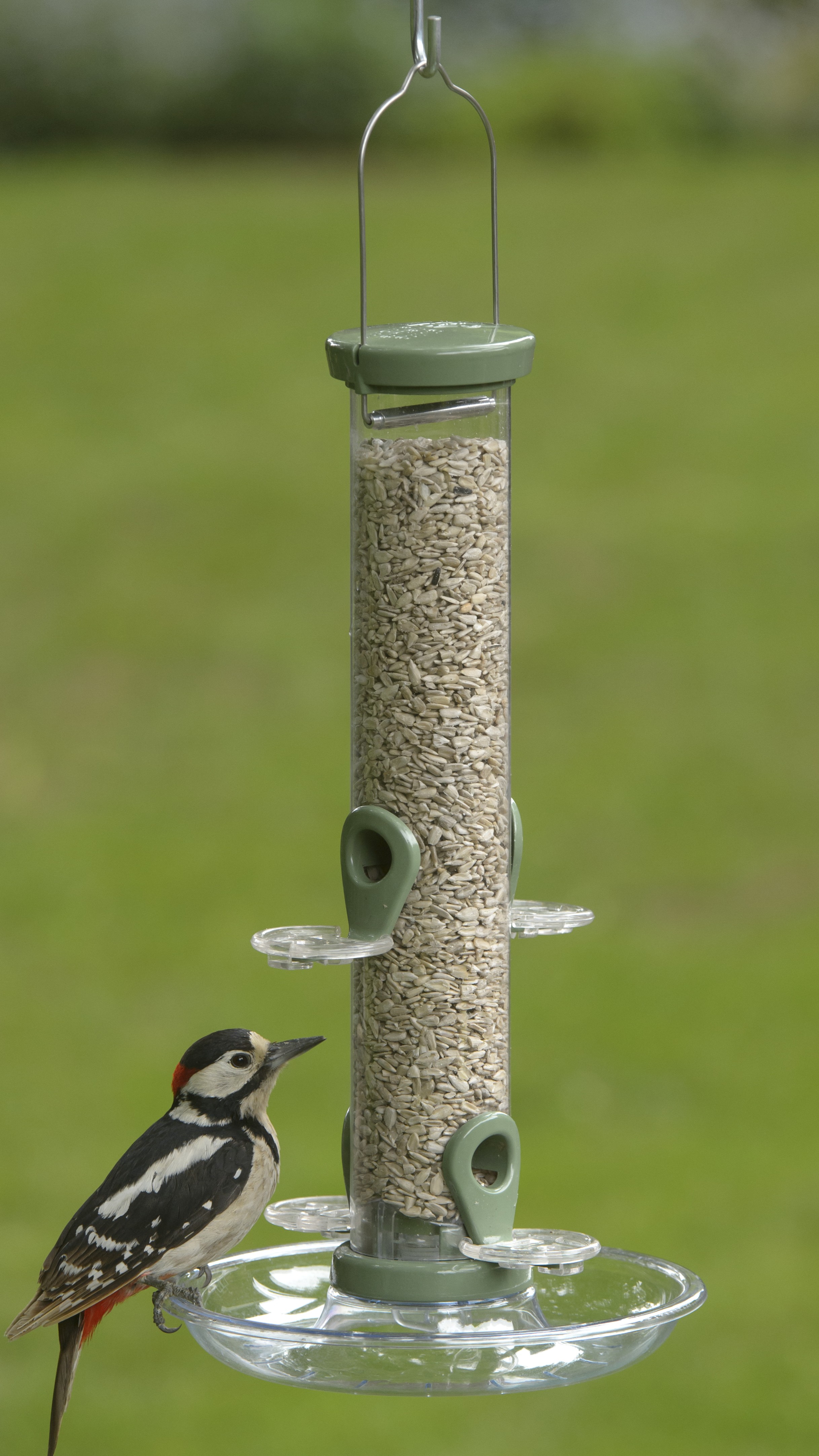 The RSPB no longer recommends seed feeders with flat surfaces because of the risk of disease transmission