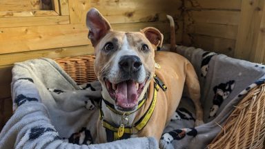 ‘Lovable’ West Calder lurcher finds forever home after more than 1,000 days in care