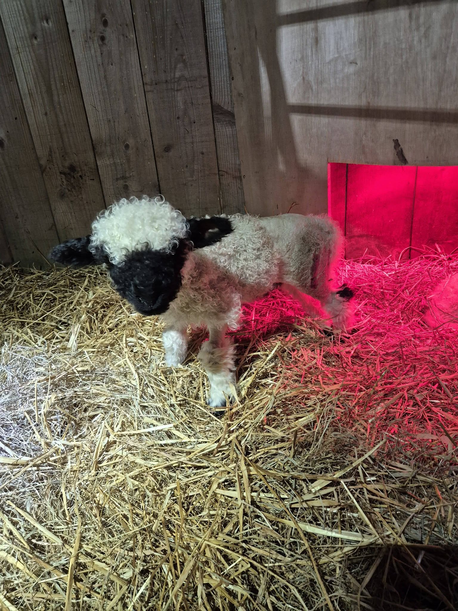 Noodle is now back in the care of the staff at Bush of Ewes