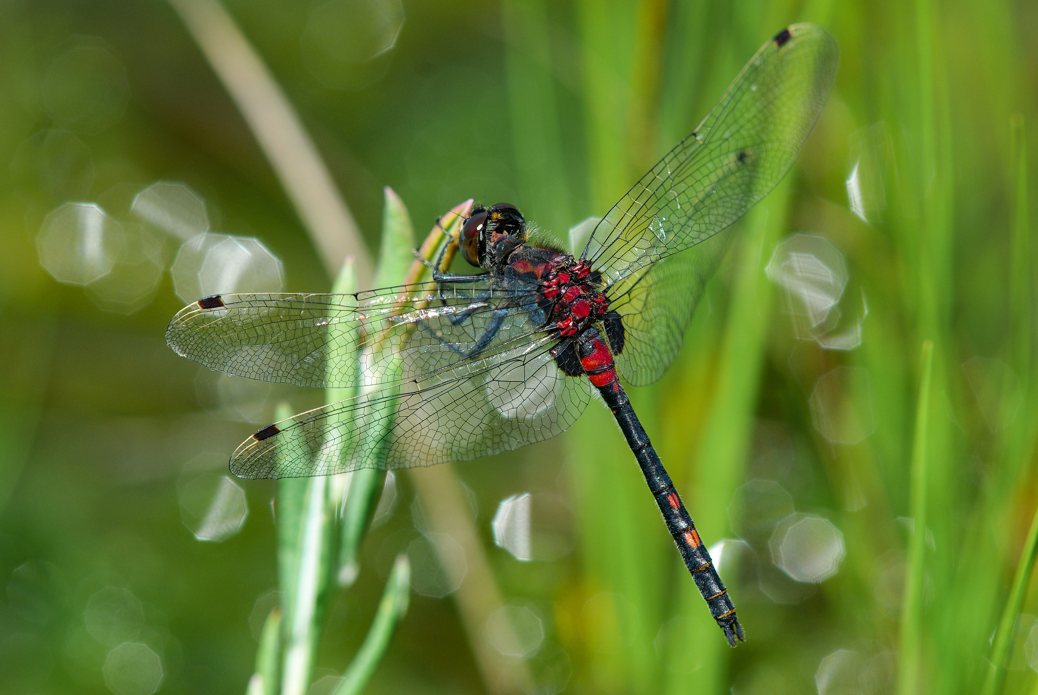 White-faced darter is among the species of dragonflies found in the peatland