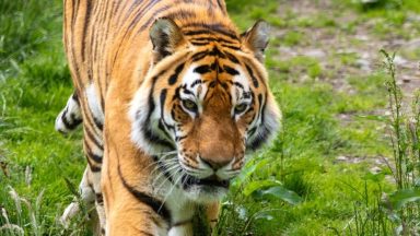 ‘Beloved’ Amur tiger dies aged 14 at Highland Wildlife Park