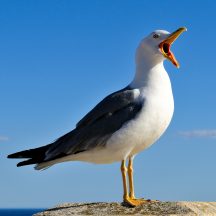 Council get thinking caps on to tackle gull problem