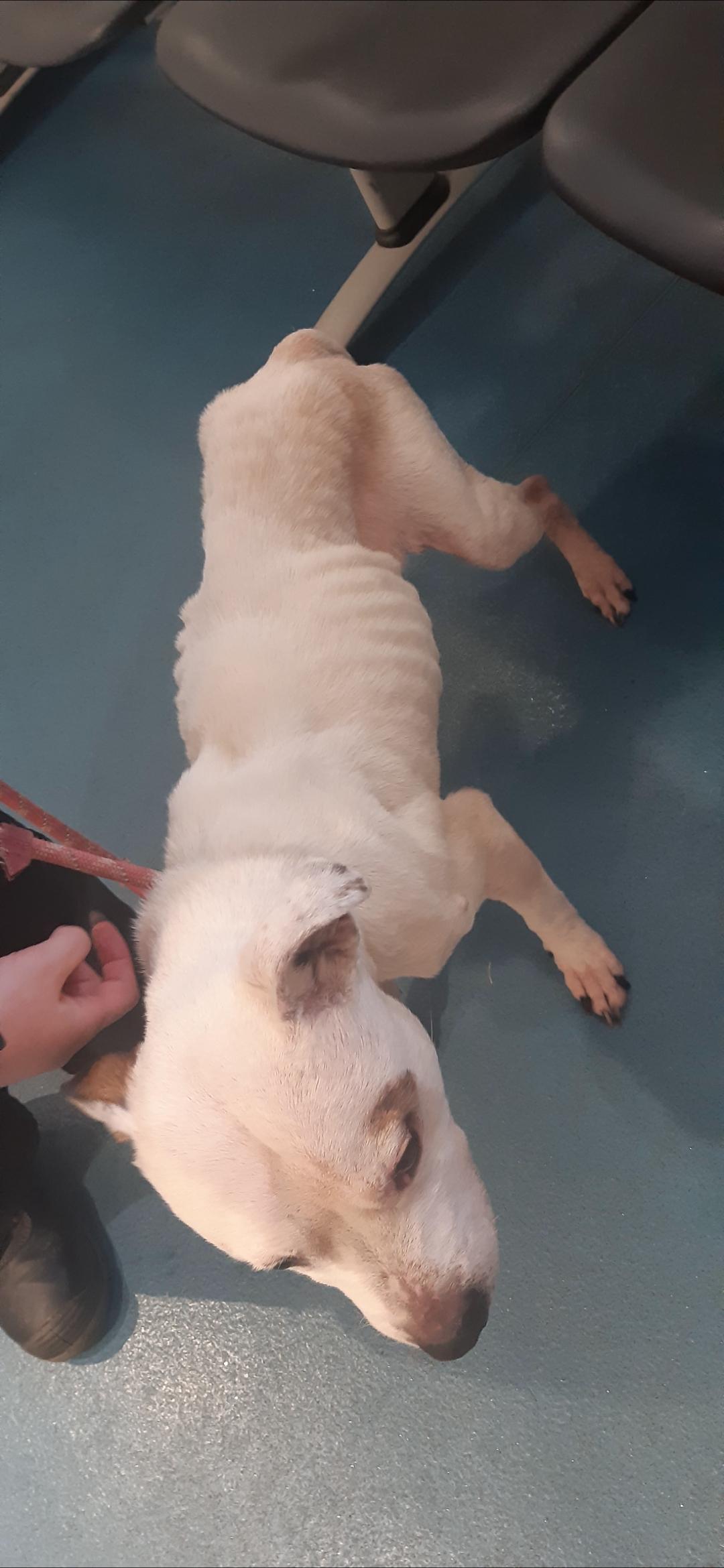 Athena was in a poorly condition before she was rehomed by the SSPCA