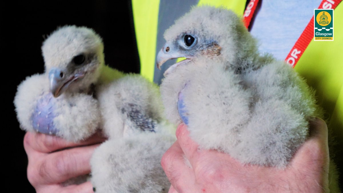 City Chambers Peregrine falcon chicks named after Still Game characters following public vote 