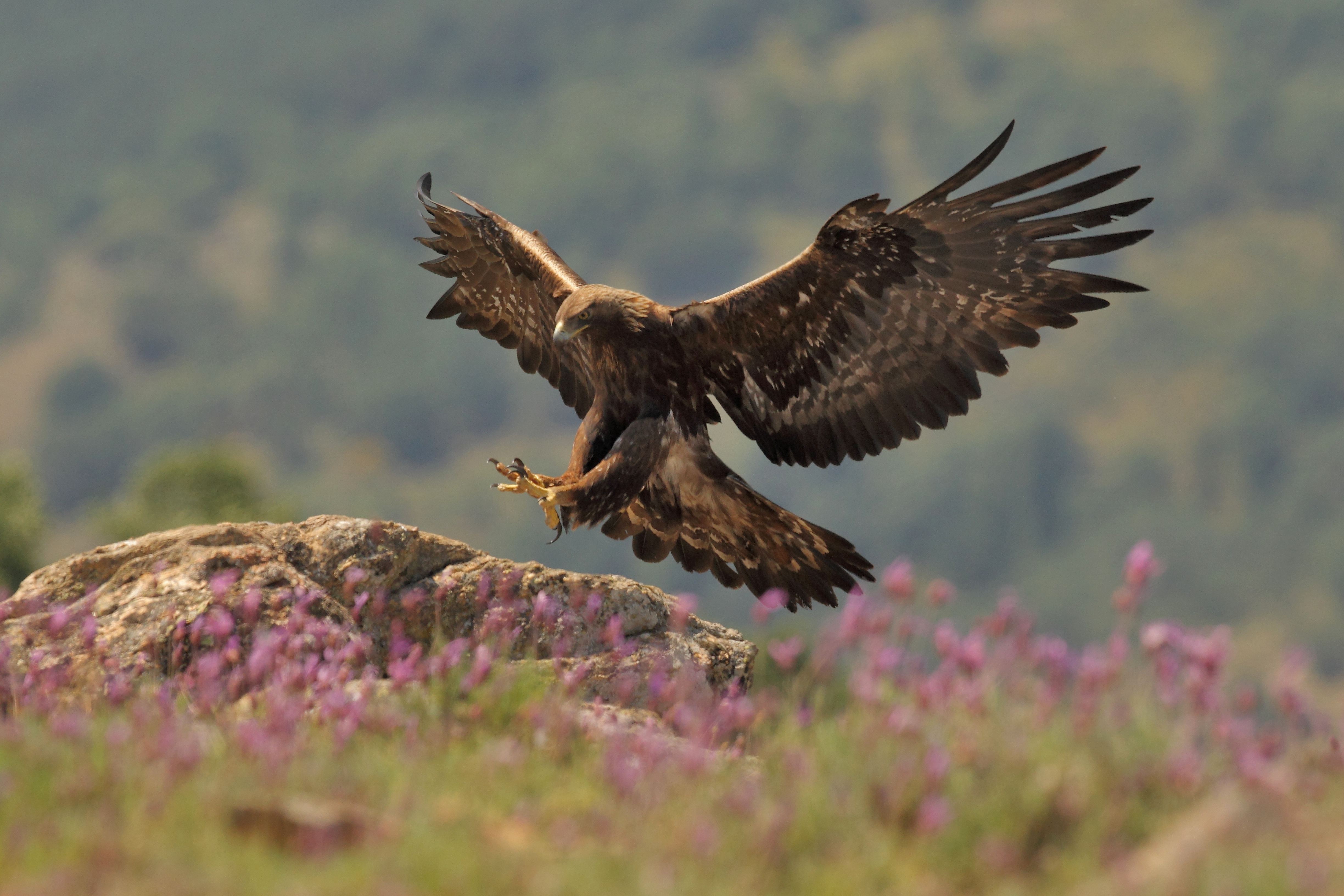 Ecologist says it's 'likely' a golden eagle nest was destroyed in the wildfire