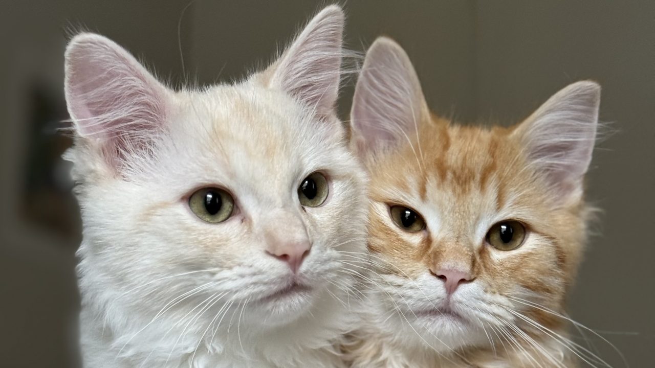Kittens found malnourished in ‘dark and dirty’ sheds find forever families