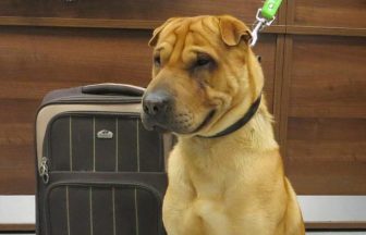 Abandoned dog who captured nation’s heart dies after 11 years of adventure with new owner