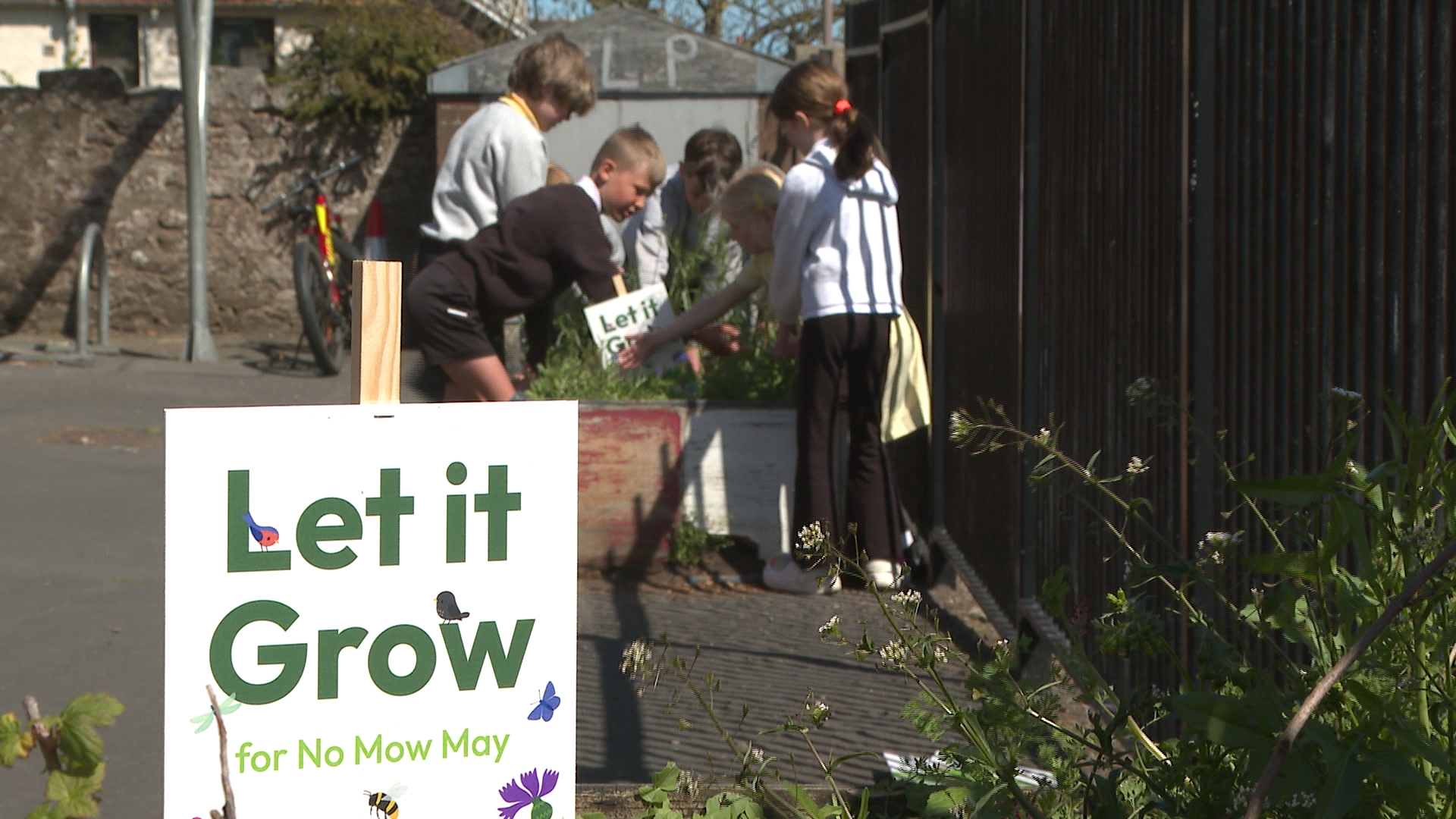 No Mow May allows wildflowers and plants to bloom, providing essential food and habitats for pollinators.