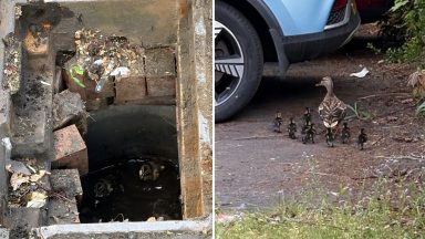 Eight ducklings reunited with mother after being rescued from drain by fire crews in Perth