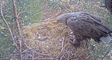 Hidden camera captures rare wild white-tailed eagle egg hatching