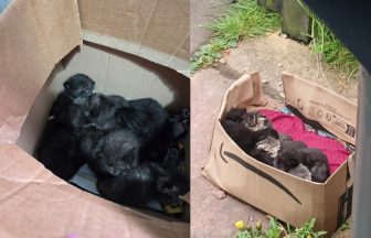 Two litters of kittens found dumped in cardbord box in same area days apart 