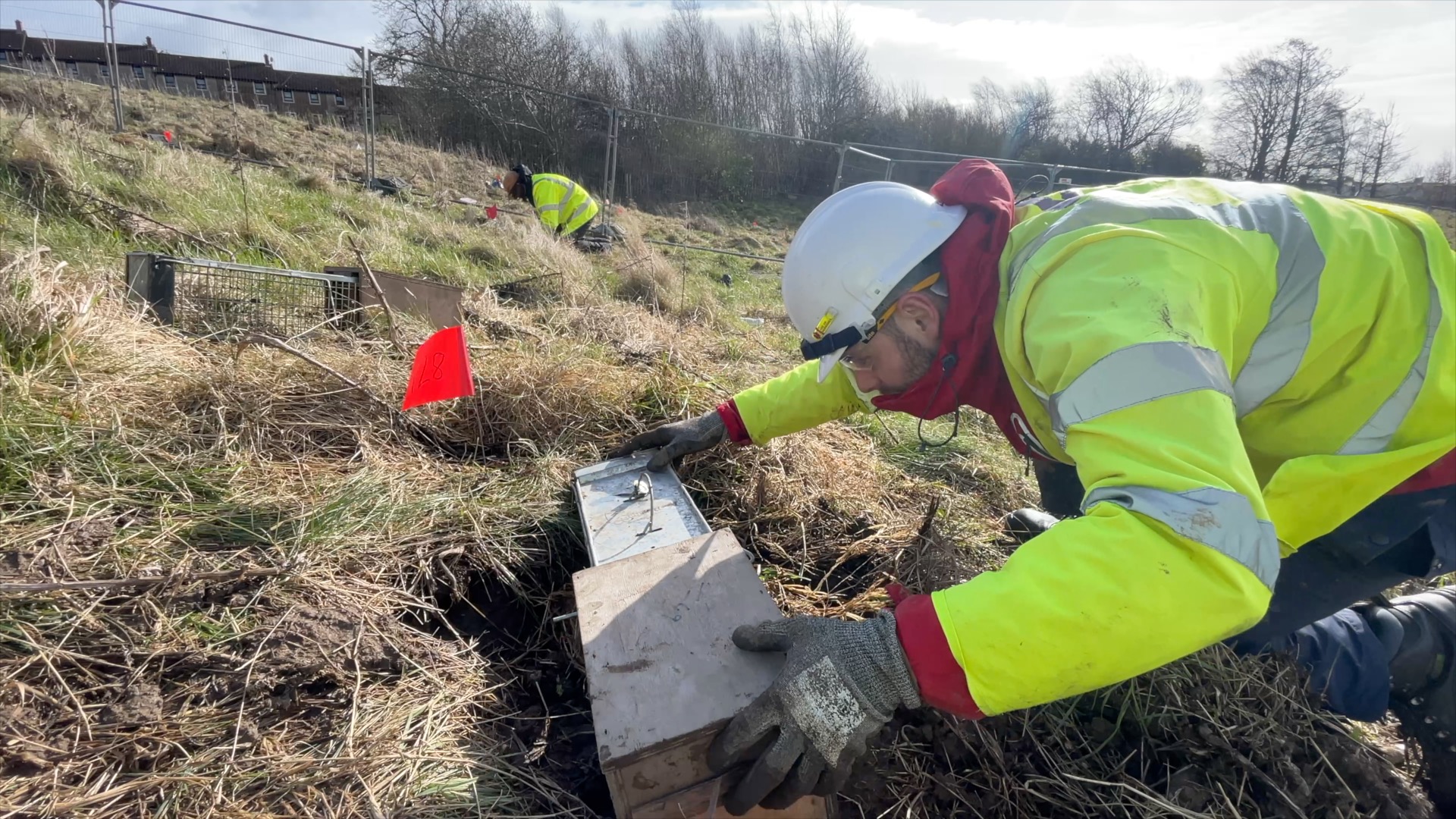 The voles were caught in special traps before being relocated