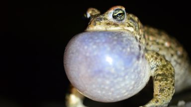 Scotland’s rarest toads get new homes at waste treatment plant
