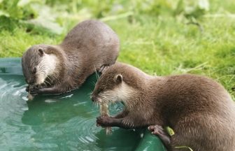 Lonely otters brought together at Scots zoo after 450-mile matchmaking mission