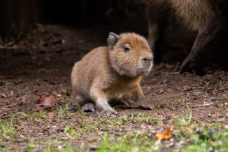 Edinburgh zoo welcomes Scotland’s first baby capybara in 18 years