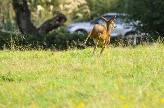 Drivers warned of increased risk of roe deer collisions on Scotland’s roads