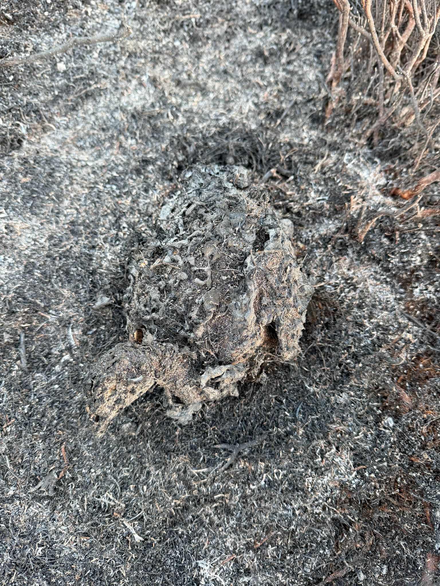 Bird scorched during wildfires