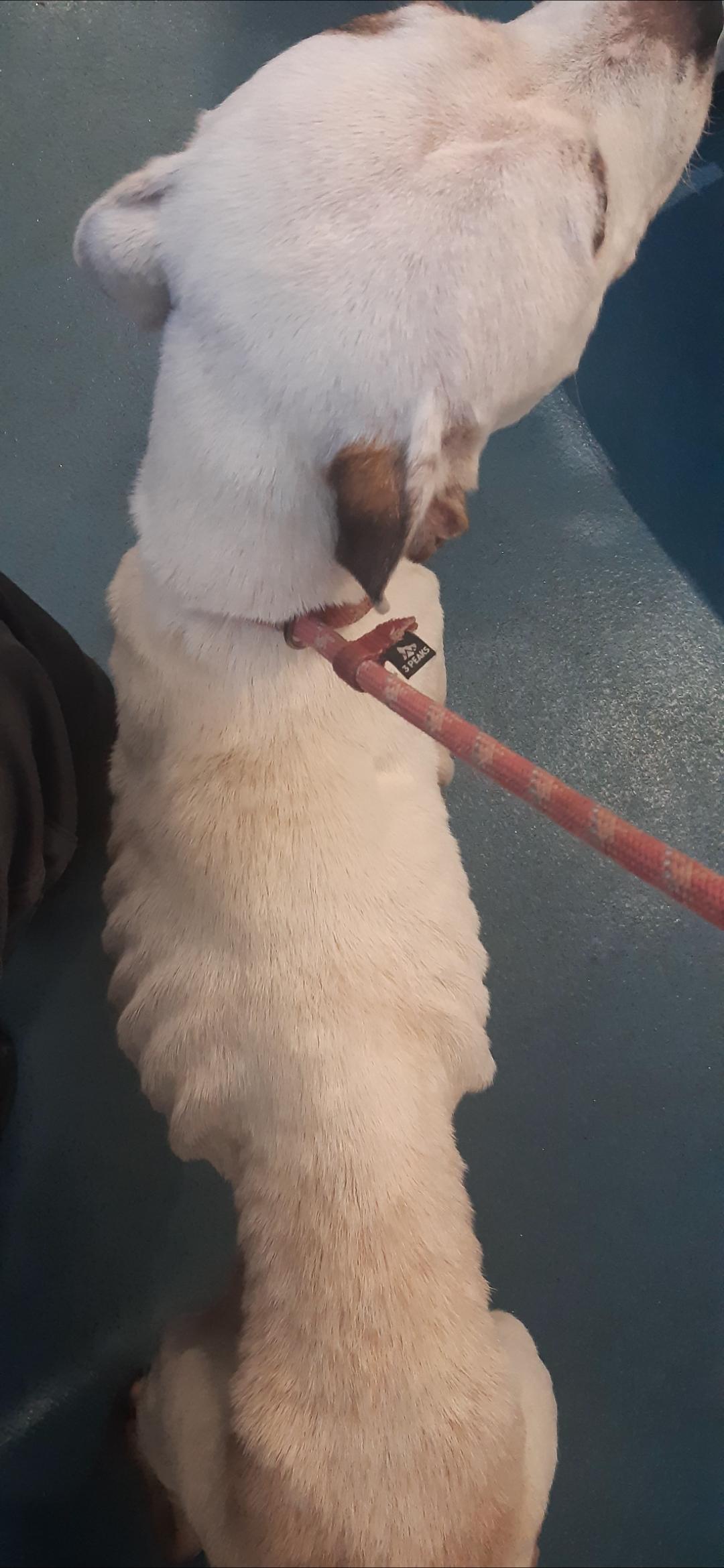 The Staffordshire bull terrier was extremely thin