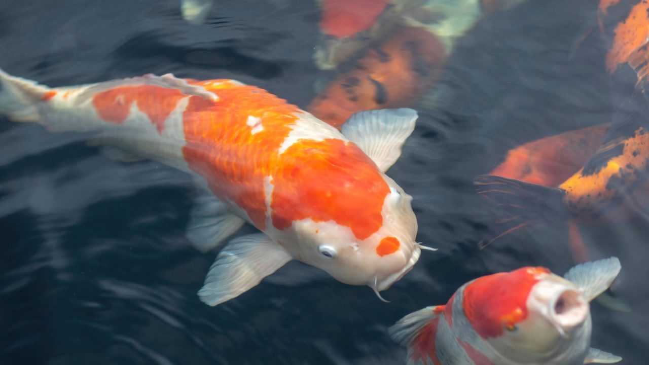 Probe launched after ‘high-value’ koi carp stolen from Lybster pond twice in one week