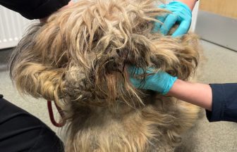Man fined after neglecting dog so badly it had faeces in its fur and had to be put down