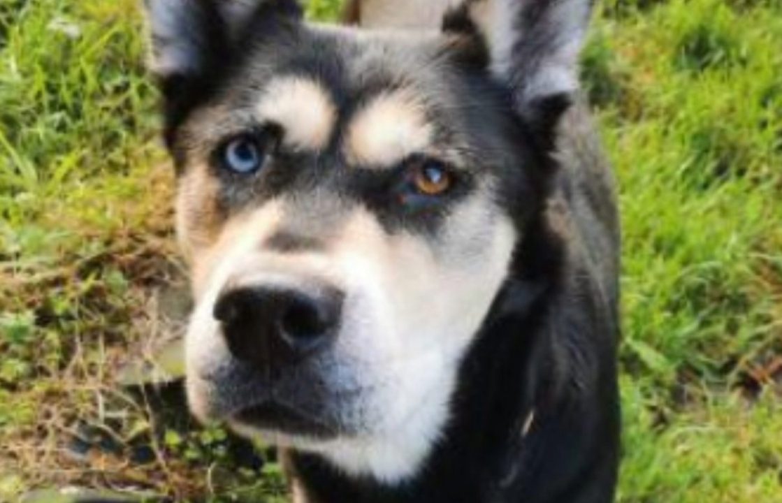 Peterhead man abandoned dog in flat filled with faeces and no food or water