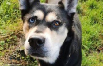 Peterhead man abandoned dog in flat filled with faeces and no food or water