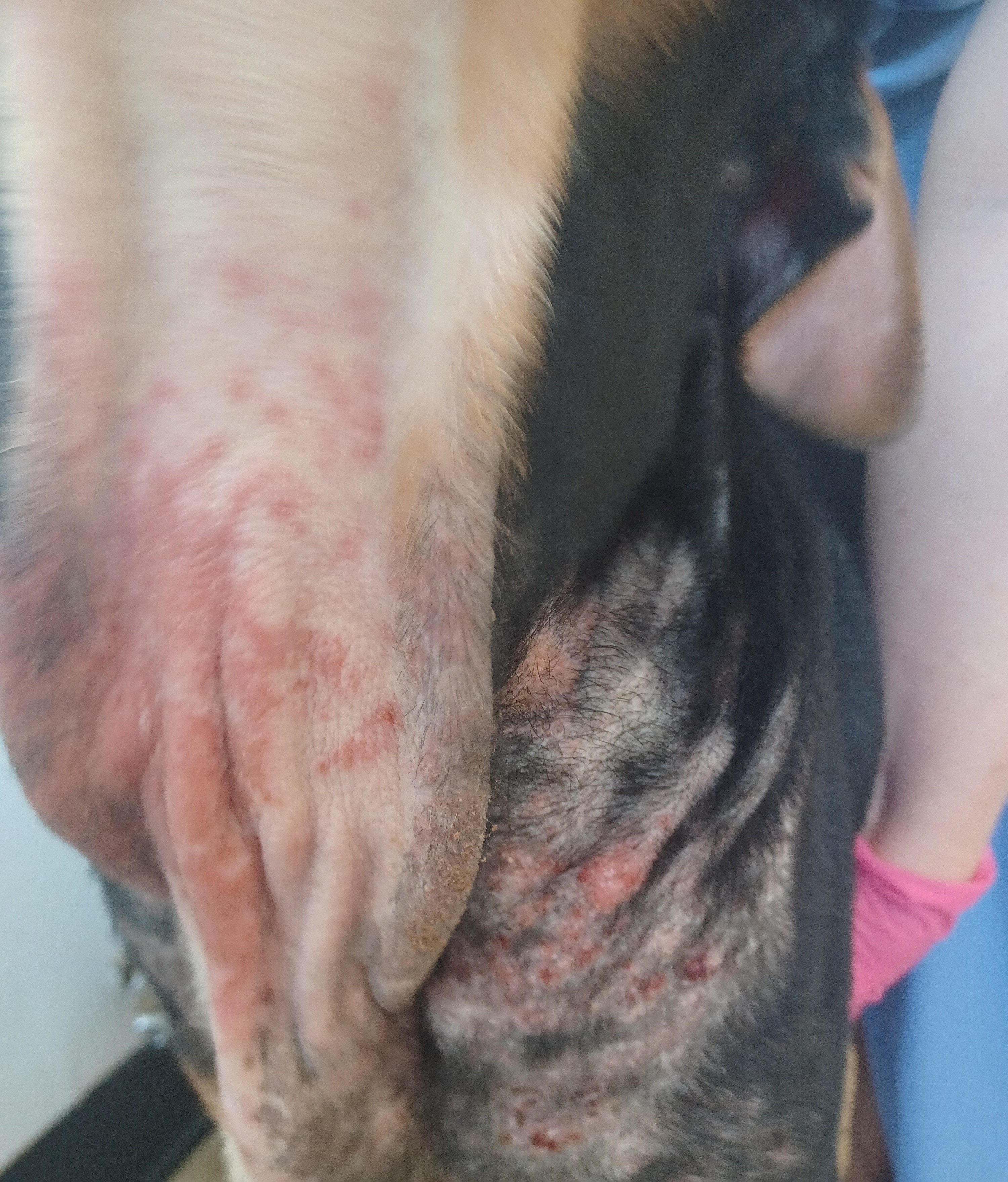 Tank was left with irritated skin.