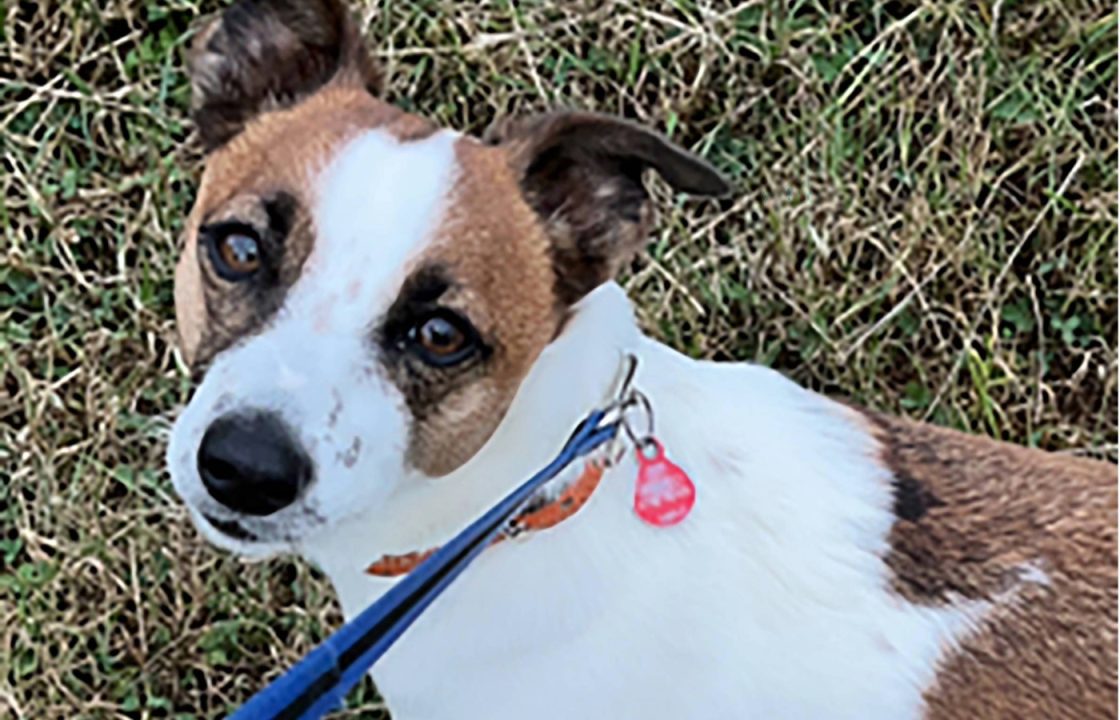 Four dogs stolen every day across UK last year, police figures suggest