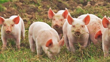 Pig sector ‘under pressure’, unions warn as pork prices plummet