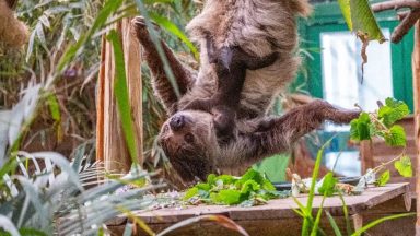 First sloth born in Scotland at Edinburgh Zoo named after TV legend