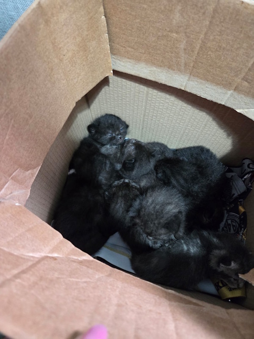 Second box of kittens found in Kirkcaldy