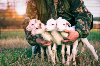 Rising wool prices offer hope for Scottish sheep farmers