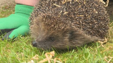 Reggie the hedgehog fronts new protection campaign