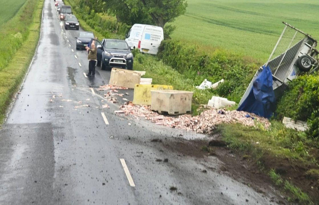 Hundreds of fish spill onto busy St Andrews road after trailer overturns