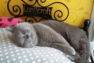 Scotland’s first cat hotel announces opening plans