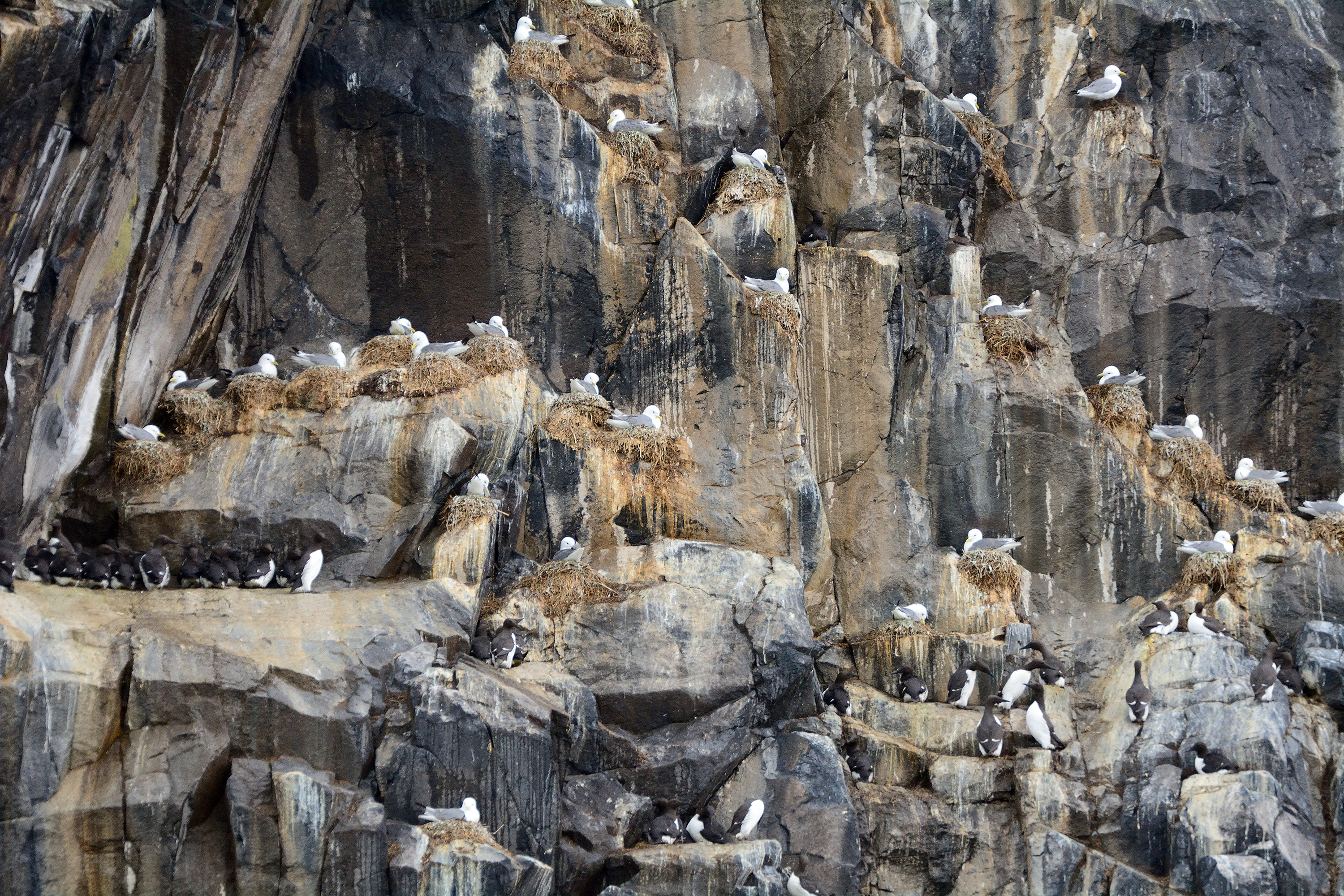 Black-backed gulls and guillemots, Craigleith Island, Scotland