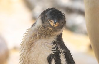Edinburgh Zoo names penguin chick after John McGinn