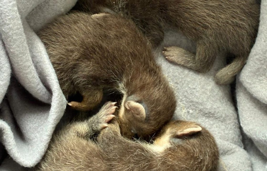 Orphaned baby pine martens found sheltering in roof space at Inveraray Castle