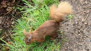 Residents in Dollar urged to take action after suspected outbreak of squirrelpox