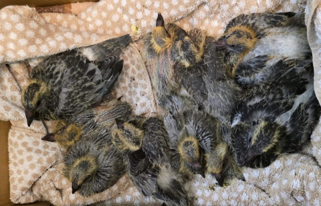 Flock of baby pigeons found abandoned in Fife layby after nests moved