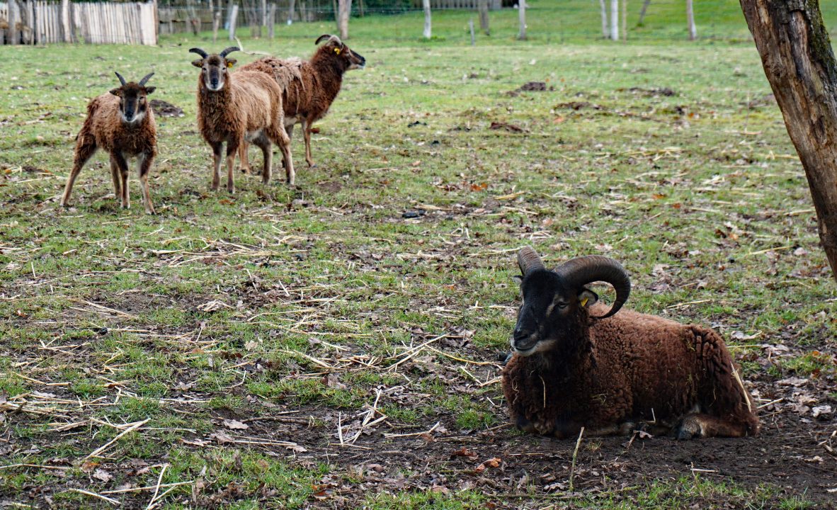 Rare sheep ‘starving to death’ on St Kilda as calls grow for animal welfare protections