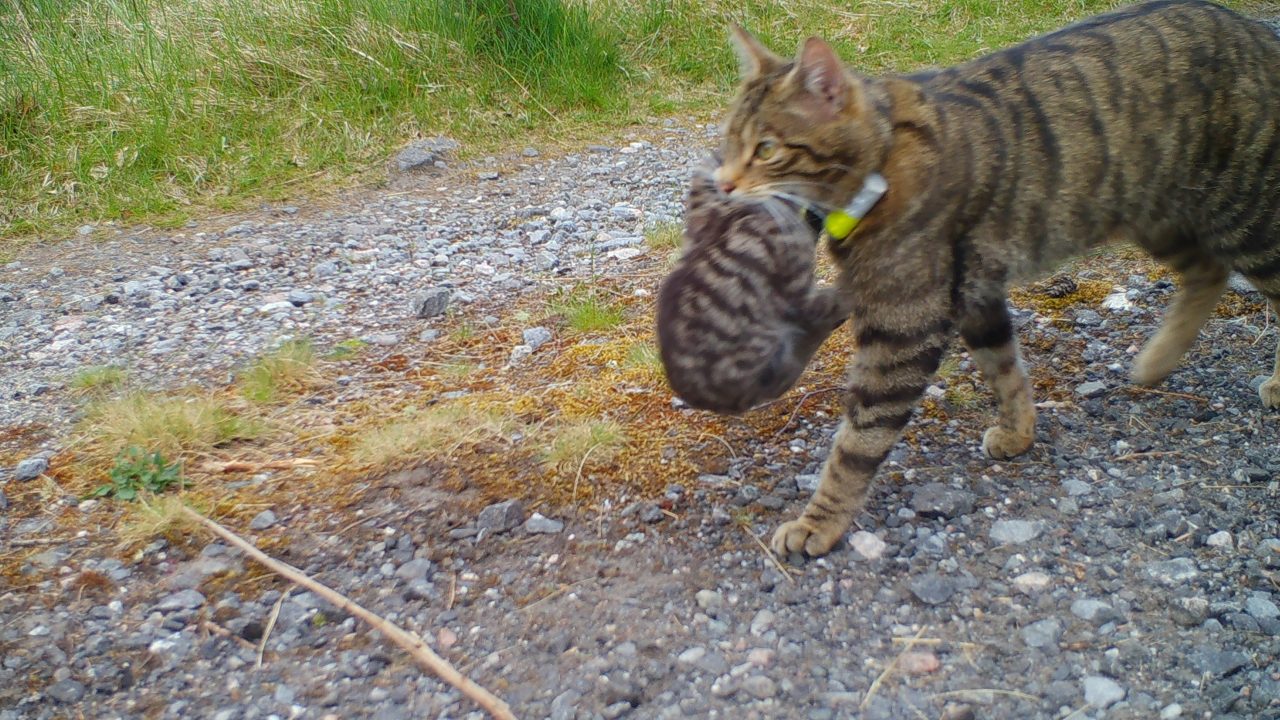 Scottish wild kittens born to released mothers for third year in a row