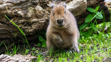 Edinburgh Zoo’s baby capybara named after Scotland’s national drink