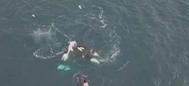 Orca pod spotted hunting dolphins off coast of Scotland in rare footage