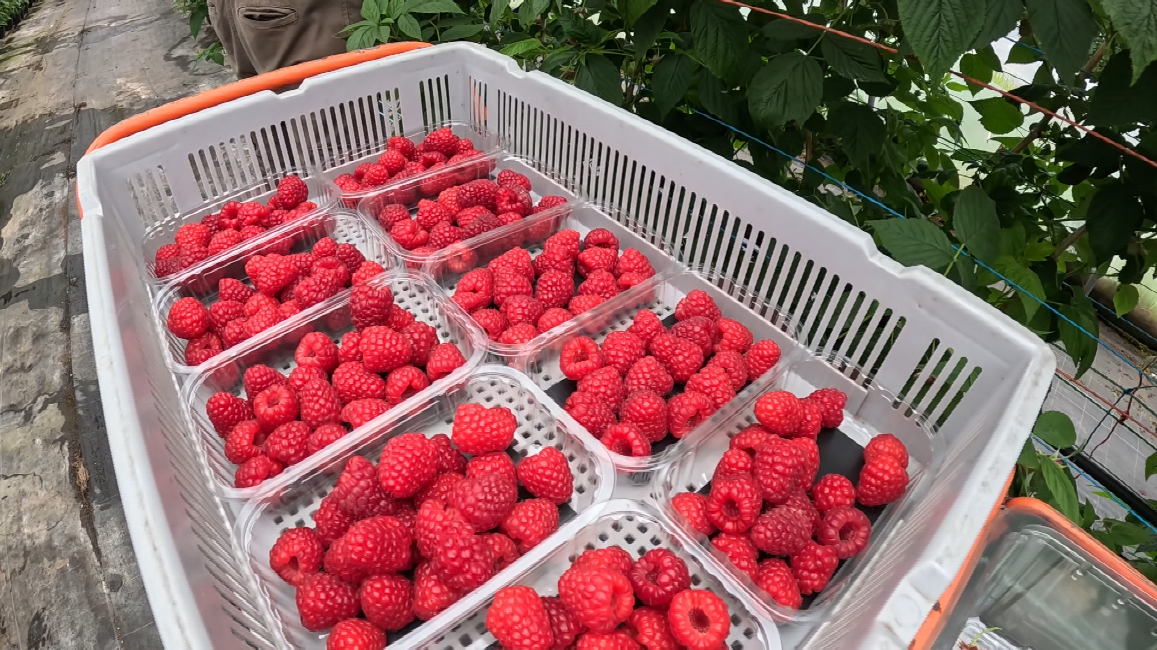 A successful growing season for raspberries in Angus