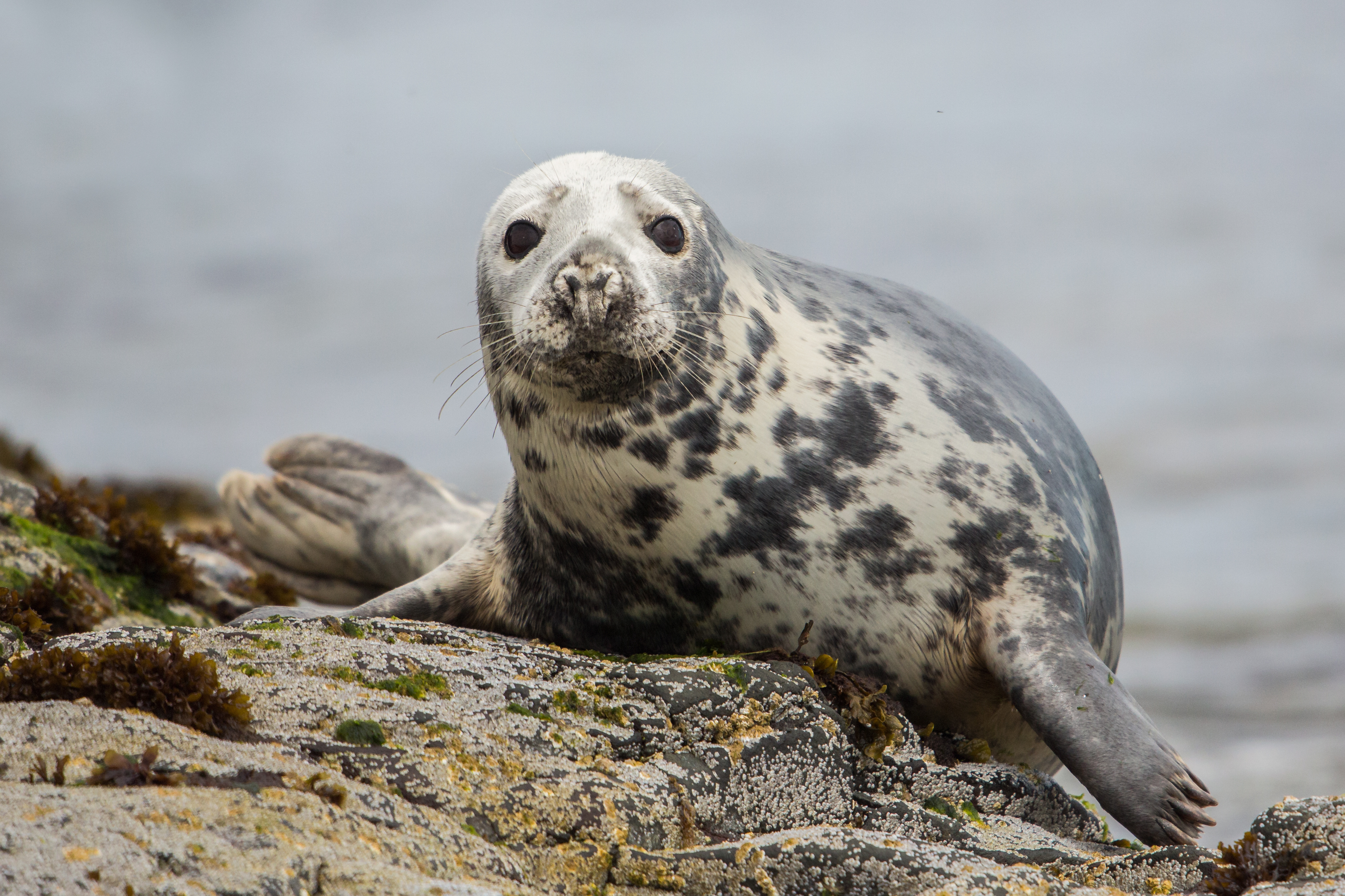 Grey seals live on the island
